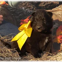 Ninja's Black Boy S, a male Belgian Shepherd Dog for sale in Springfield, MO – Photo 6 of 10