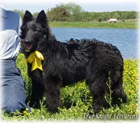 Ninja's Black Boy S, a male Belgian Shepherd Dog for sale in Springfield, MO – 1 of 10