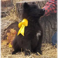 Ninja's Black Boy S, a male Belgian Shepherd Dog for sale in Springfield, MO – Photo 3 of 10