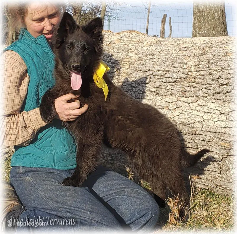 Ninja's Black Boy S – Belgian Shepherd Dog puppy for sale in Springfield, MO