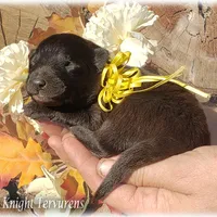 Ninja's Black Boy S, a male Belgian Shepherd Dog for sale in Springfield, MO – Photo 7 of 10