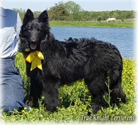 Ninja's Black Boy S, a male Belgian Shepherd Dog for sale in Springfield, MO – 3 of 10