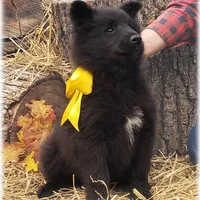 Ninja's Black Boy S, a male Belgian Shepherd Dog for sale in Springfield, MO – Photo 5 of 10