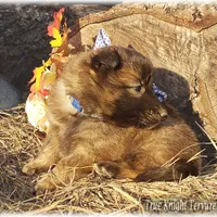 Ninja's Brown Boy S, a male Belgian Shepherd Dog for sale in Springfield, MO – Photo 7 of 9