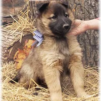 Ninja's Brown Boy S, a male Belgian Shepherd Dog for sale in Springfield, MO – Photo 4 of 9
