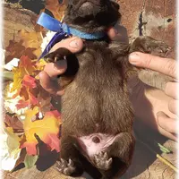 Ninja's Brown Boy S, a male Belgian Shepherd Dog for sale in Springfield, MO – Photo 9 of 9