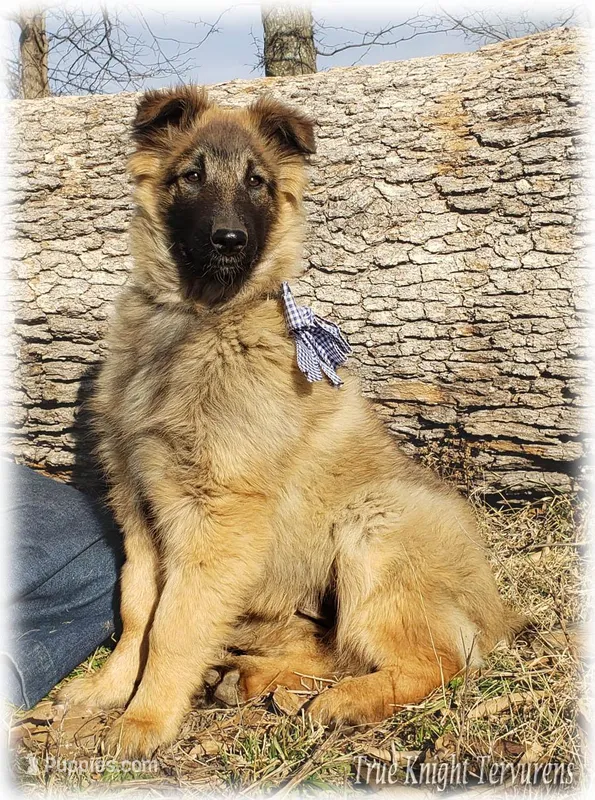Ninja's Brown Boy S – Belgian Shepherd Dog puppy for sale in Springfield, MO