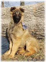 Ninja's Brown Boy S, a male Belgian Shepherd Dog for sale in Springfield, MO – Photo 1 of 9