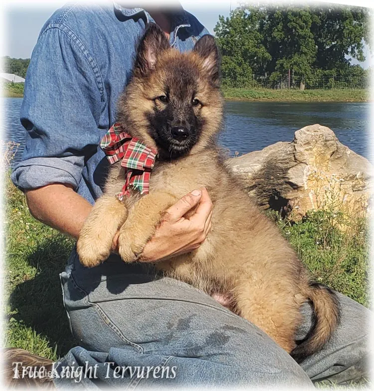 Rebel Brown Boy T – Belgian Tervuren puppy for sale in Springfield, MO