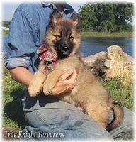 Rebel Brown Boy T, a male Belgian Tervuren for sale in Springfield, MO – 1 of 9