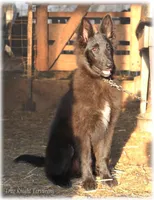 Pixie GirlS, a female Belgian Sheepdog for sale in Springfield, MO – Photo 1 of 9