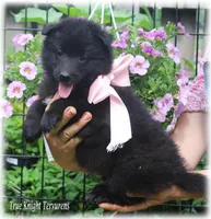 Pixie GirlS, a female Belgian Sheepdog for sale in Springfield, MO – Photo 8 of 9