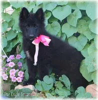 Pixie GirlS, a female Belgian Sheepdog for sale in Springfield, MO – Photo 7 of 9