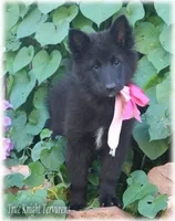 Pixie GirlS, a female Belgian Sheepdog for sale in Springfield, MO – Photo 5 of 9