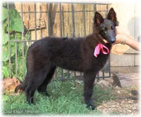 Pixie GirlS, a female Belgian Sheepdog for sale in Springfield, MO – Photo 3 of 9