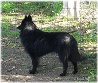 Rebel Orange Boy S, a male Belgian Shepherd Dog for sale in Springfield, MO – 9 of 10