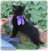 2027 Black Girl T, a  Belgian Shepherd Dog for sale in Springfield, MO – 2 of 9