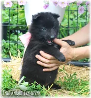 Pink GirlT, a female Belgian Tervuren for sale in Springfield, MO – Photo 8 of 9