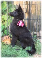 Pink GirlT, a female Belgian Tervuren for sale in Springfield, MO – Photo 2 of 9