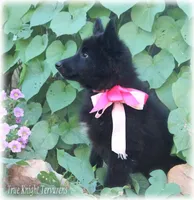 Pink GirlT, a female Belgian Tervuren for sale in Springfield, MO – Photo 5 of 9