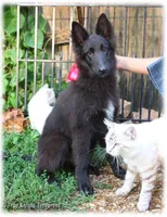 Pink GirlT, a female Belgian Tervuren for sale in Springfield, MO – Photo 4 of 9