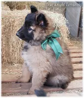 Spark Green T, a male Belgian Tervuren for sale in Springfield, MO – Photo 4 of 10