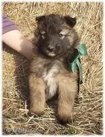 Spark Green T, a male Belgian Tervuren for sale in Springfield, MO – Photo 5 of 10