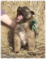 Spark Green T, a male Belgian Tervuren for sale in Springfield, MO – Photo 6 of 10