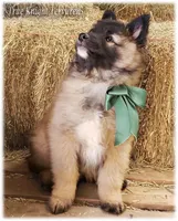 Spark Green T, a male Belgian Tervuren for sale in Springfield, MO – Photo 3 of 10