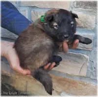 Spark Green T, a male Belgian Tervuren for sale in Springfield, MO – Photo 9 of 10