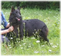 2027 Black Girl S, a  Belgian Sheepdog for sale in Springfield, MO – 9 of 9