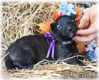 Rebel Juniper S, a female Belgian Shepherd Dog for sale in Springfield, MO – Photo 10 of 10