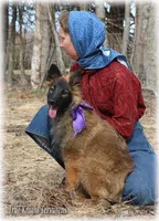 Rebel Juniper S, a female Belgian Shepherd Dog for sale in Springfield, MO – Photo 6 of 10