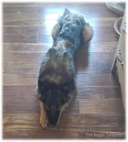 Rebel Juniper S, a female Belgian Shepherd Dog for sale in Springfield, MO – Photo 2 of 10