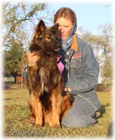 Rebel Juniper S, a female Belgian Shepherd Dog for sale in Springfield, MO – Photo 4 of 10