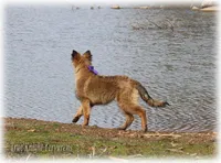 Rebel Juniper S, a female Belgian Shepherd Dog for sale in Springfield, MO – Photo 7 of 10