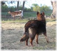 Rebel Juniper S, a female Belgian Shepherd Dog for sale in Springfield, MO – Photo 5 of 10
