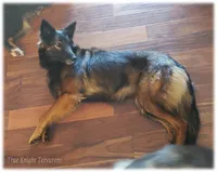 Rebel Juniper S, a female Belgian Shepherd Dog for sale in Springfield, MO – Photo 1 of 10