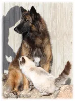 Rebel Black Girl S, a female Belgian Shepherd Dog for sale in Springfield, MO – Photo 8 of 10