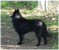 Rebel Black Girl S, a female Belgian Shepherd Dog for sale in Springfield, MO – Photo 10 of 10