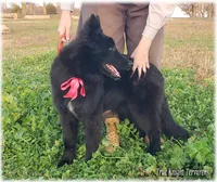 Rebel Black Girl S, a female Belgian Shepherd Dog for sale in Springfield, MO – Photo 3 of 10