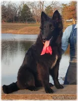 Rebel Black Girl S, a female Belgian Shepherd Dog for sale in Springfield, MO – Photo 1 of 10