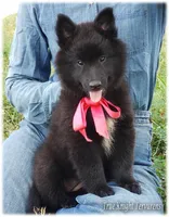 Rebel Black Girl S, a female Belgian Shepherd Dog for sale in Springfield, MO – Photo 4 of 10