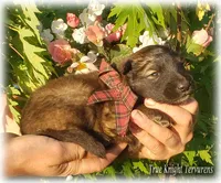 Rebel Brown Boy T, a male Belgian Tervuren for sale in Springfield, MO – 4 of 8