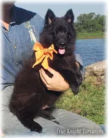 Rebel Orange Boy T, a male Belgian Tervuren for sale in Springfield, MO – 3 of 9