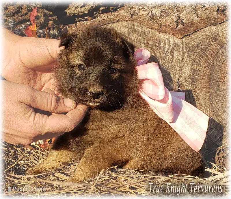 Rebel Pink Girl S – Belgian Shepherd Dog puppy for sale in Springfield, MO