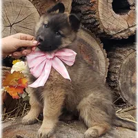 Ninja's Pink Girl S, a  Belgian Shepherd Dog for sale in Springfield, MO – Photo 2 of 6
