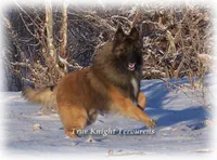 Ninja Green boy, a male Belgian Tervuren for sale in Springfield, MO – 10 of 10