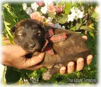 Rebel Brown Boy T, a male Belgian Tervuren for sale in Springfield, MO – 5 of 8