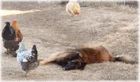 2027 Brown Girl S, a  Belgian Shepherd Dog for sale in Springfield, MO – 7 of 7